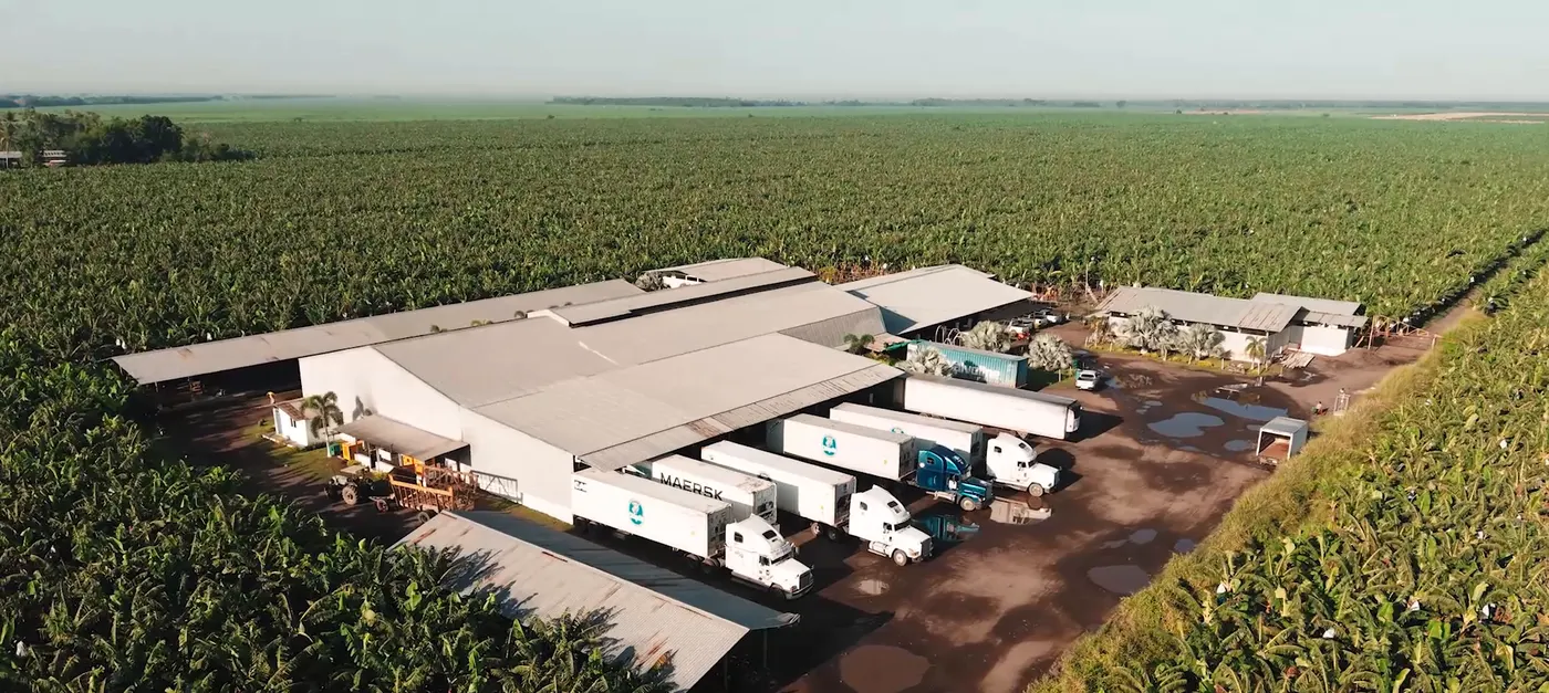Vista aérea de la empacadora de Top Green rodeada de plantación de banano