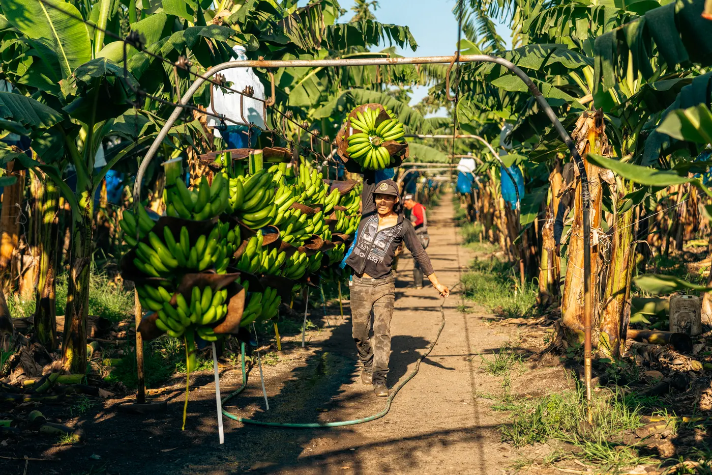 Racimos de banano transportados por cable vía en la plantación