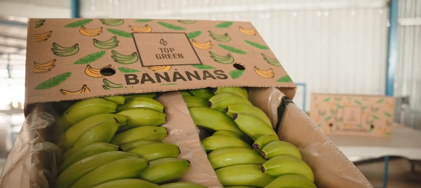 Caja Top Green BANANAS con banano verde