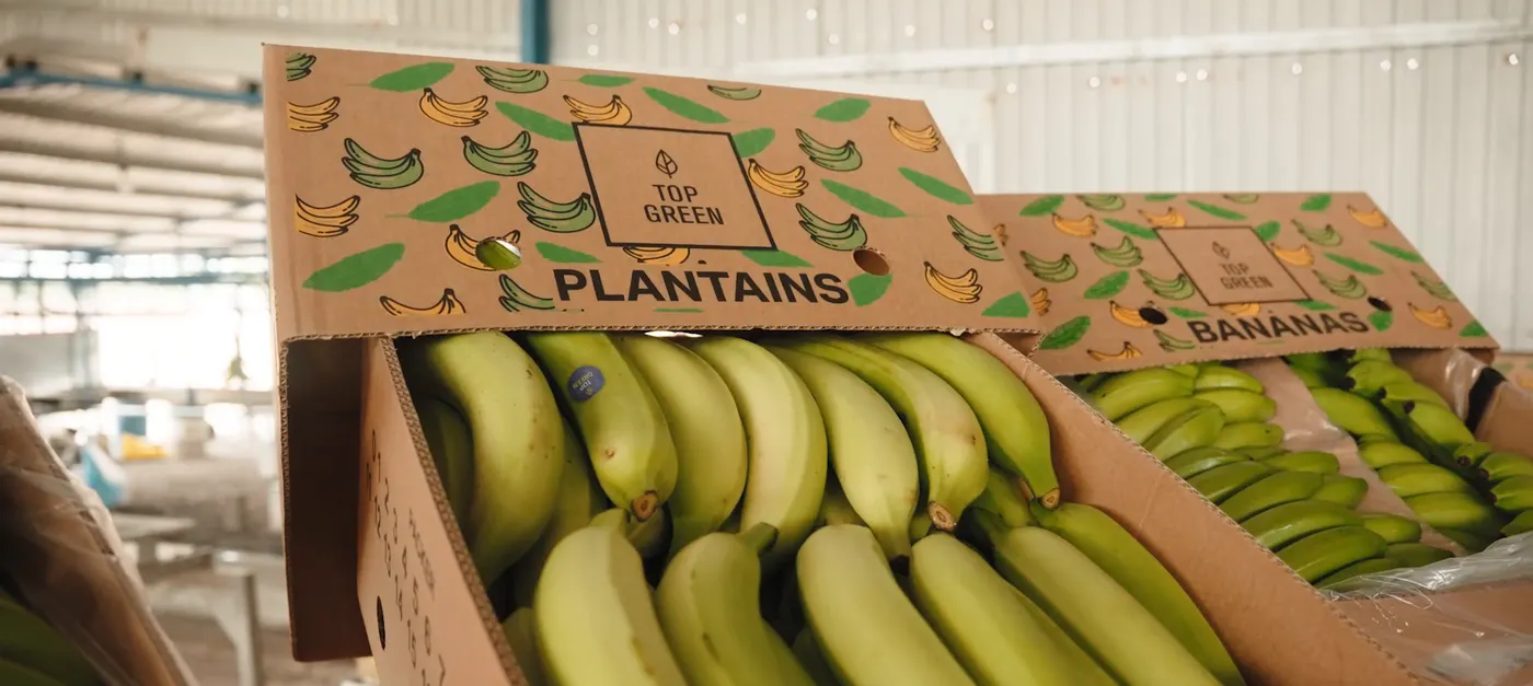 Cajas Top Green PLANTAINS con plátano verde listo para exportar