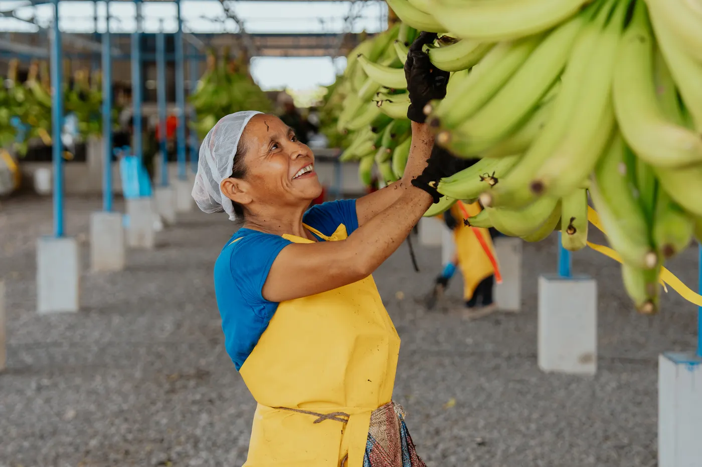 Colaboradora colgando racimos de plátano en la empacadora