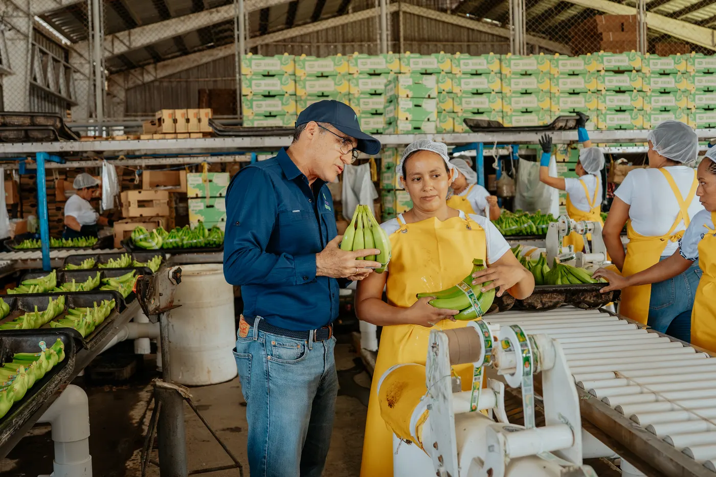 Control de calidad de plátano en la empacadora