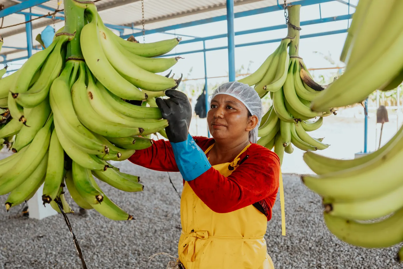 Selección de racimos de plátano