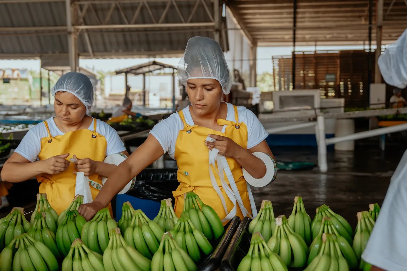 Colaboradoras preparando manos de banano