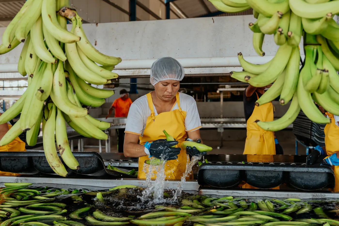 Lavado de plátano en la empacadora