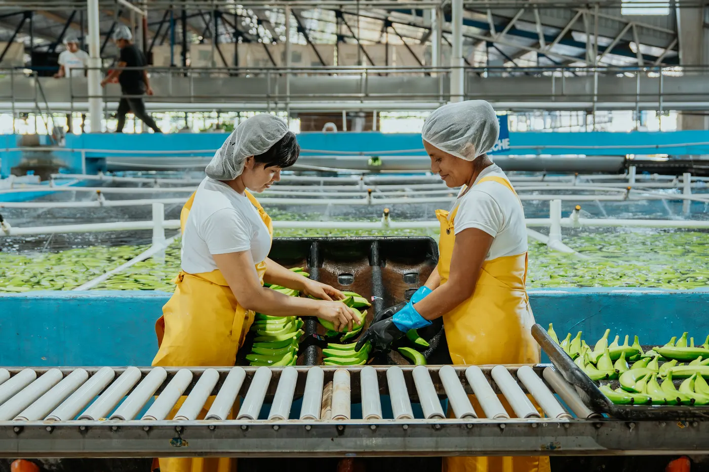 Colaboradoras seleccionando banano en la pila de lavado