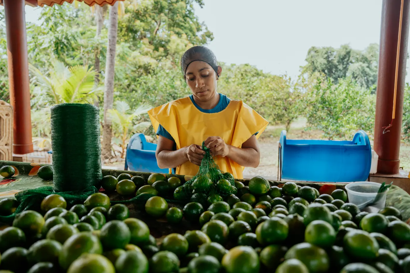 Colaboradora empacando limones en malla