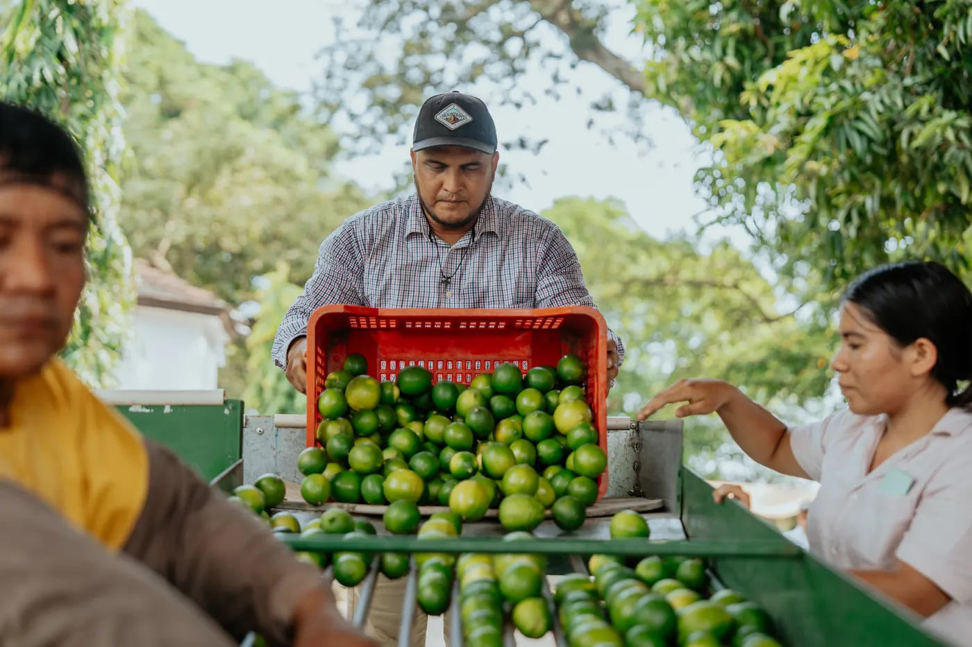 Selección de limón en la banda