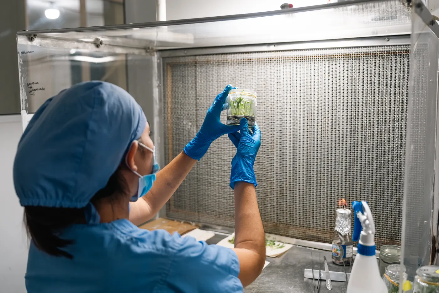 Técnica de laboratorio con frasco de plantas in vitro en cabina de flujo