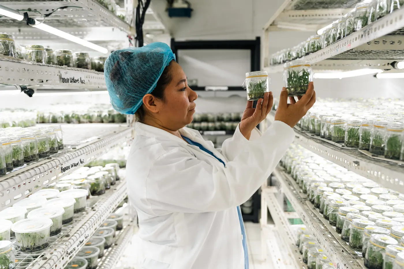Técnica de Merilab revisa frascos con plantas in vitro