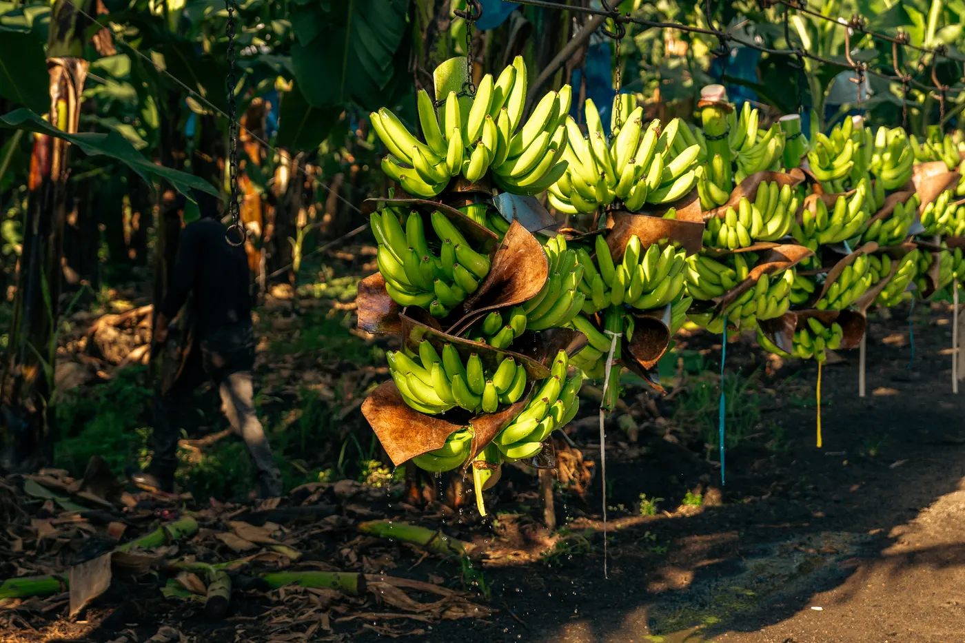 Racimos de banano protegidos en el cable vía
