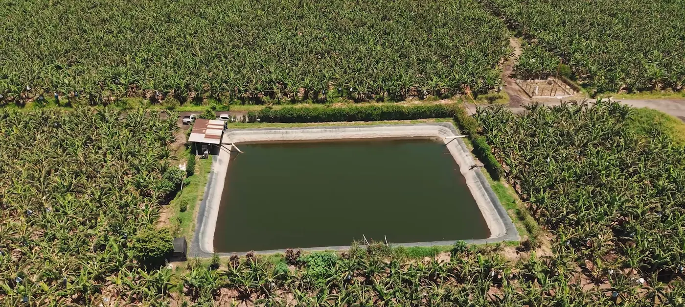 Reservorio de agua rodeado de plantación de banano