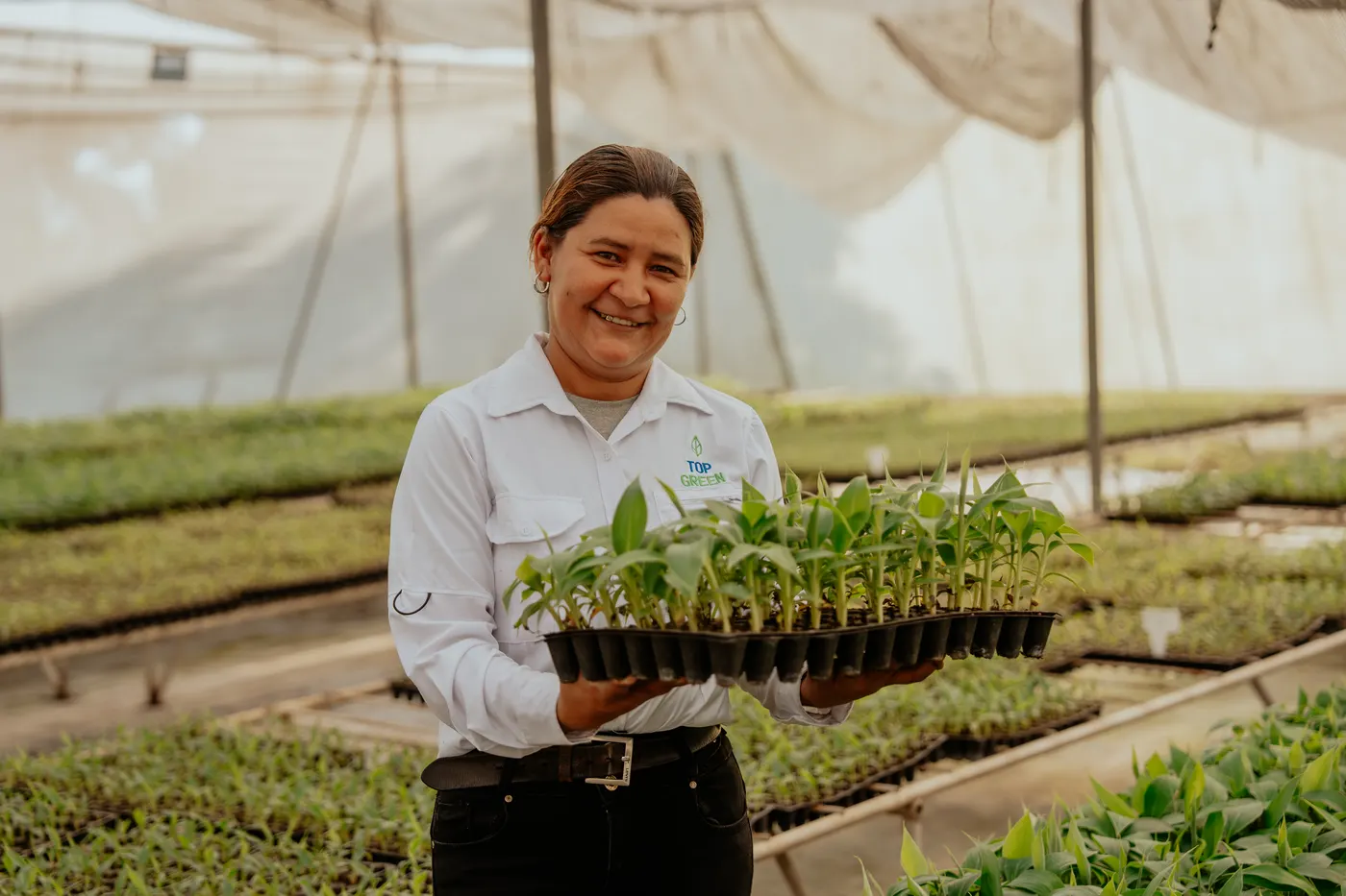 Colaboradora del vivero con una bandeja de plantas de banano