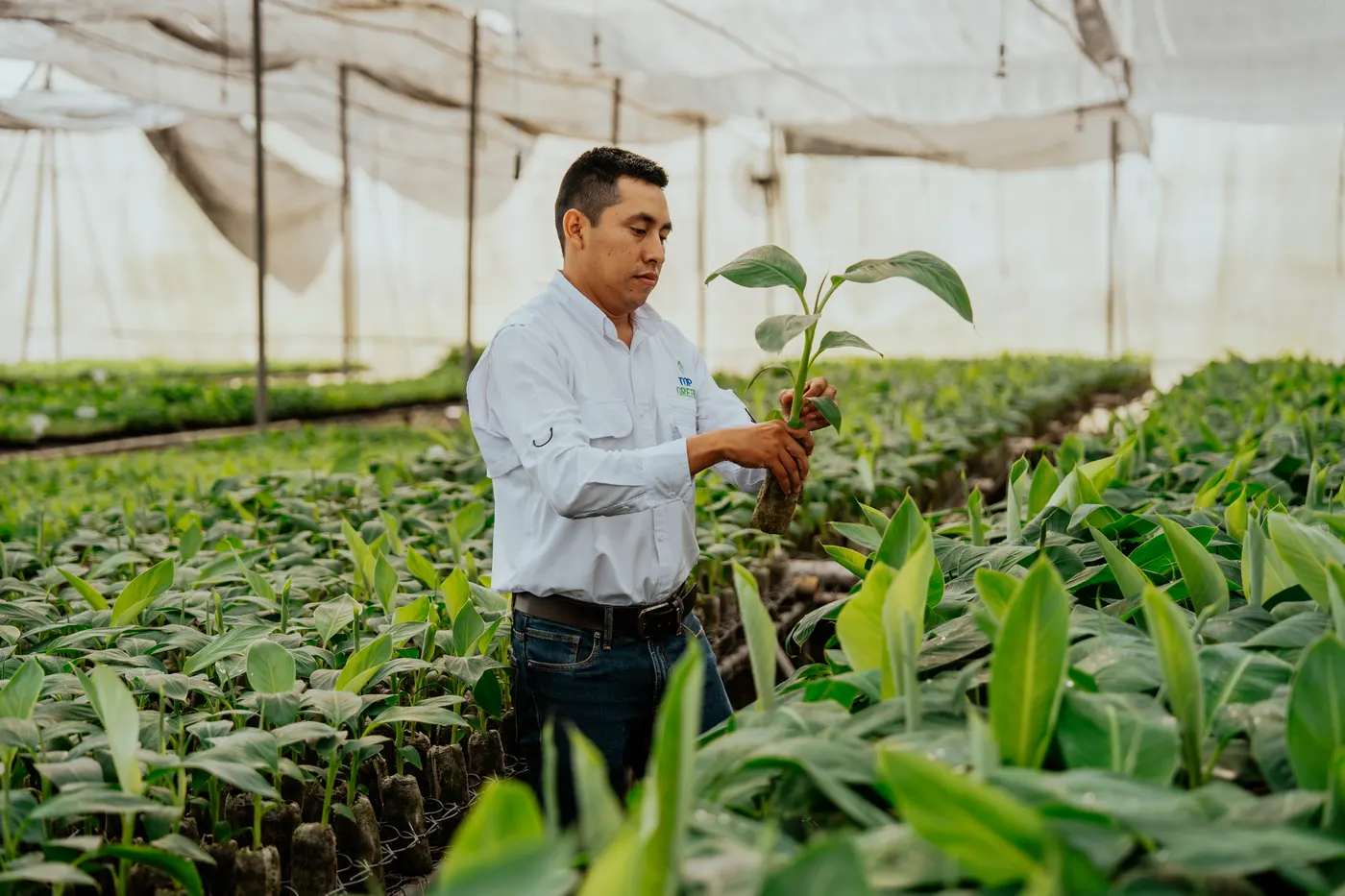 Técnico del vivero con una planta de banano